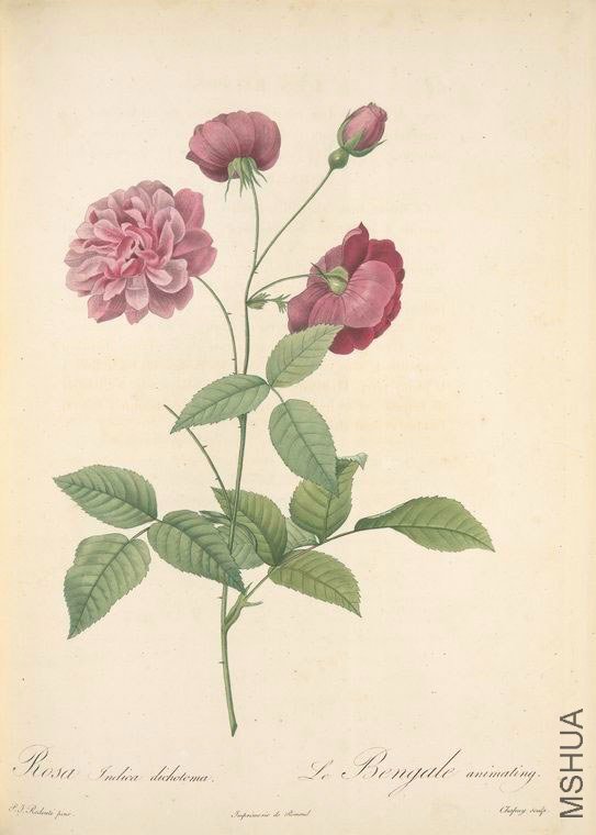 147 Rosa Indica Dichotoma.jpg