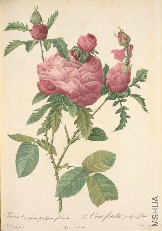 148 Rosa Centifolia Prolifera Foliacea.jpg