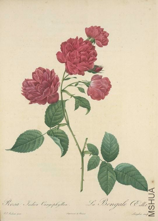 150 Rosa Indica Caryophyllea.jpg