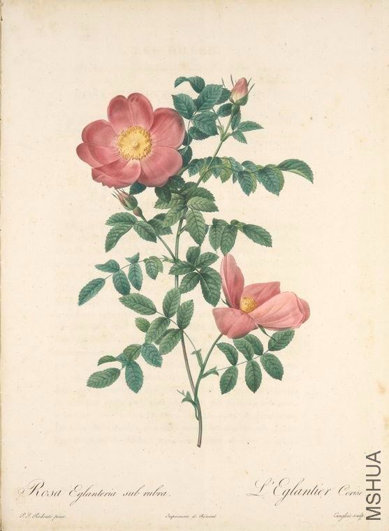 152 Rosa Eglanteria Sub Rubra.jpg