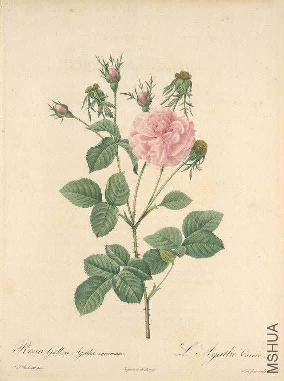 154 Rosa Gallica Agatha Incarnata.jpg