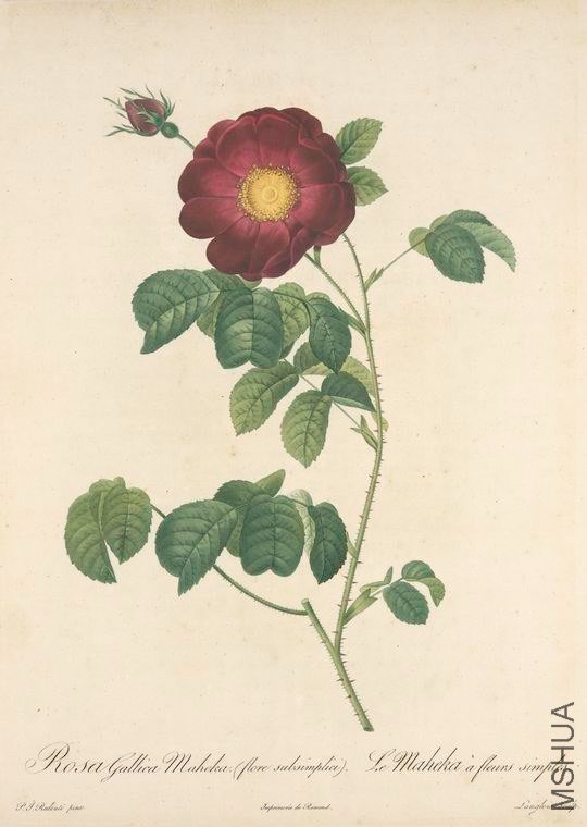155 Rosa Gallica Maheka (Flore Subsimplici).jpg