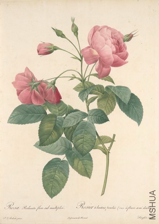 157 Rosa Reclinata Flore Sub Multiplici.jpg