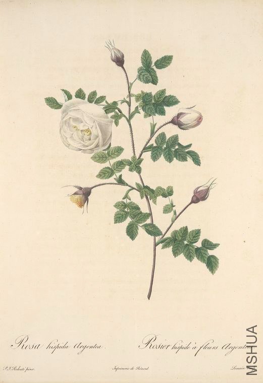 158 Rosa Hispida Argentea.jpg