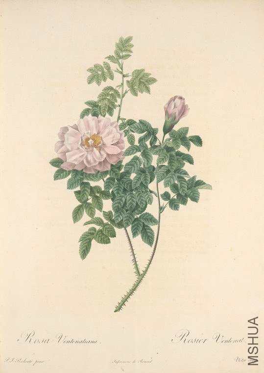 159 Rosa Ventenatiana.jpg