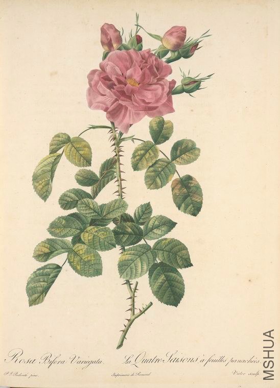 160 Rosa Bifera Variegata.jpg