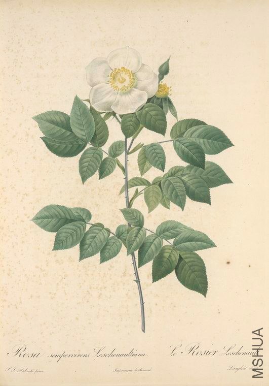 161 Rosa Sempervirens Leschenaultiana.jpg