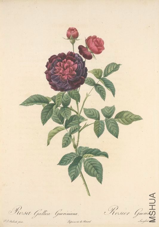 162 Rosa Gallica Gueriniana.jpg