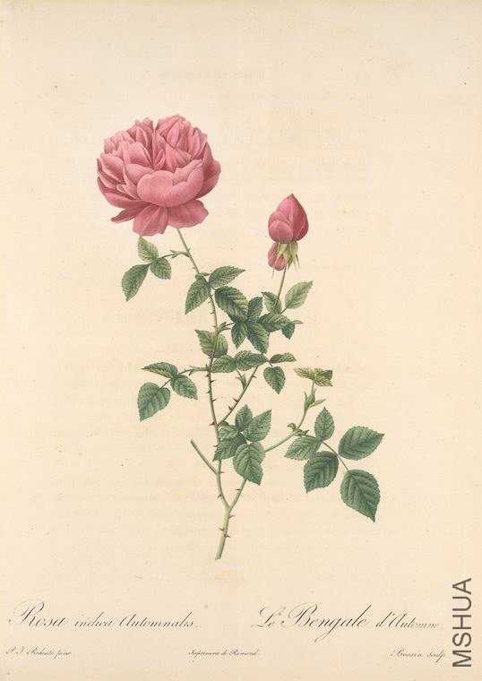 163 Rosa Indica Automnalis.jpg