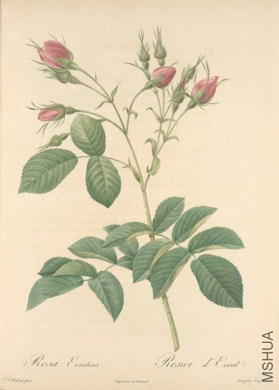164 Rosa Evratina.jpg