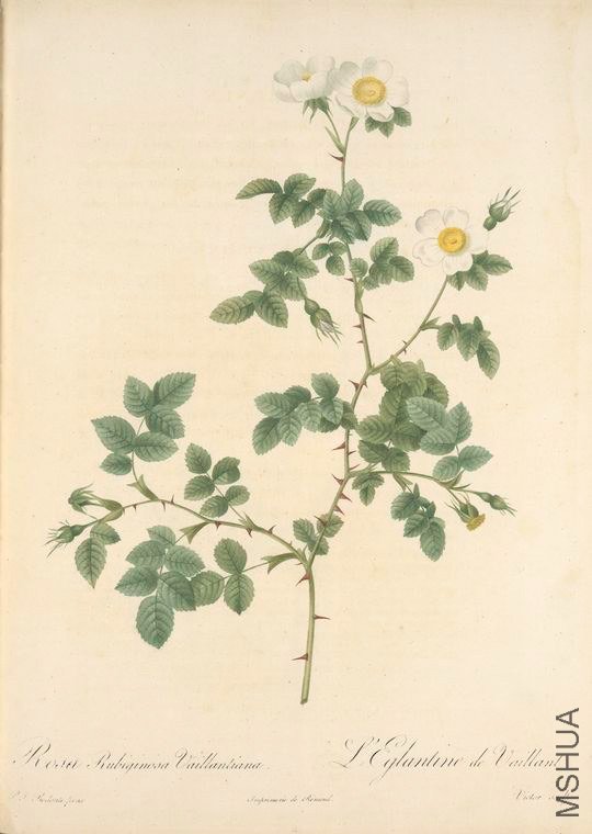 165 Rosa Rubiginosa Vaillantiana.jpg
