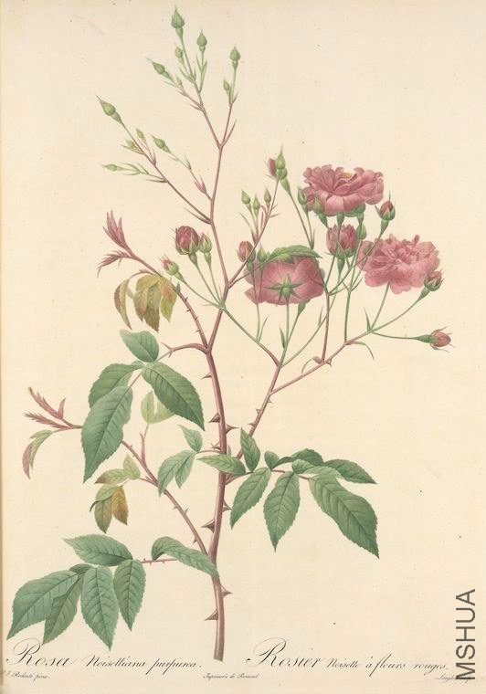 169 Rosa Noisettiana Purpurea.jpg