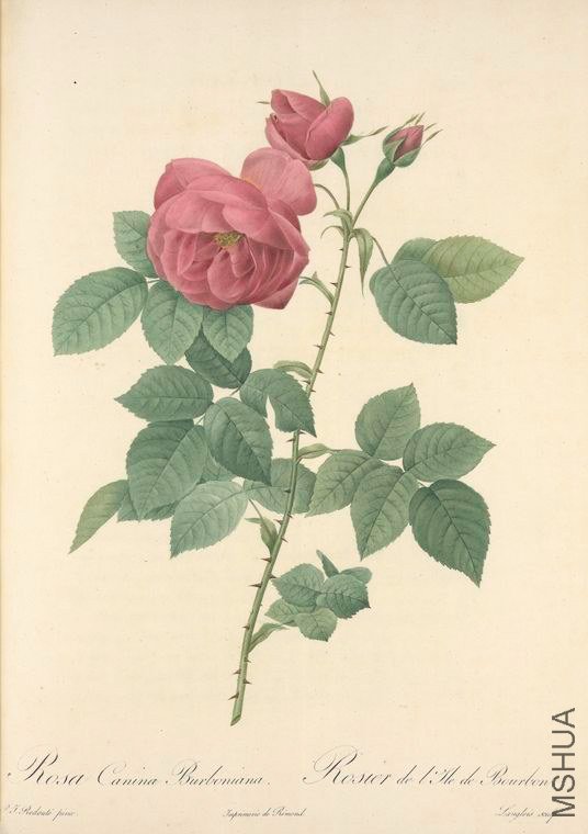 170 Rosa Canina Burboniana.jpg