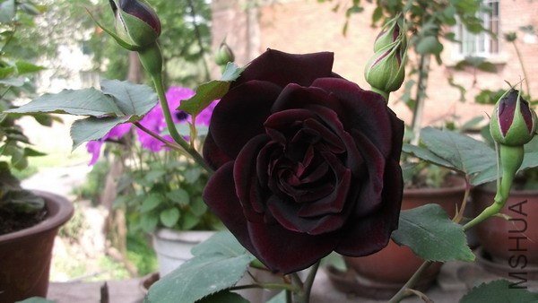 DSCF5871.jpg
