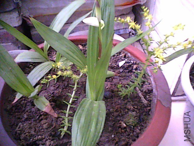 IMG0139A.jpg