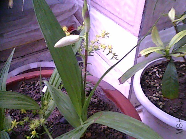 IMG0140A.jpg