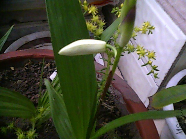 IMG0141A.jpg