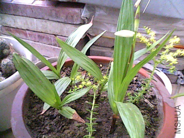IMG0142A.jpg