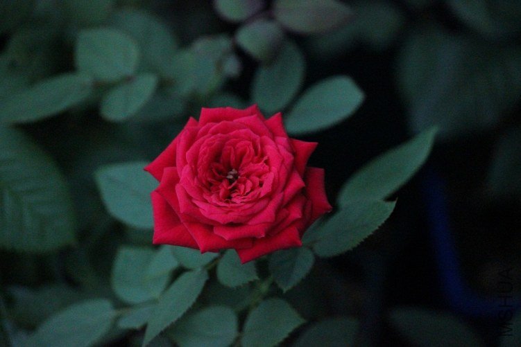 033.JPG