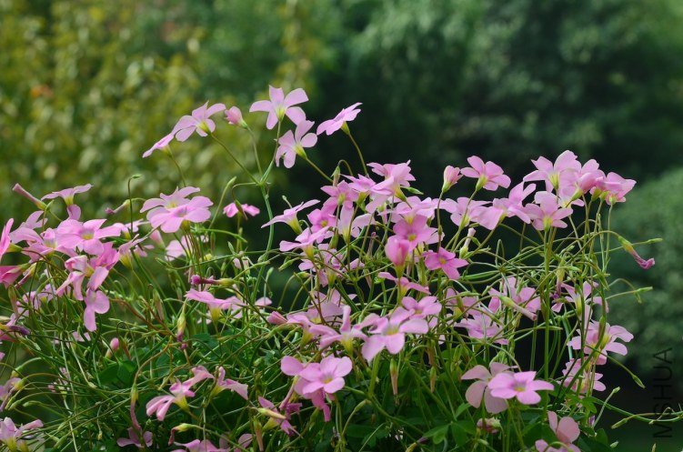 DSC_0335.JPG
