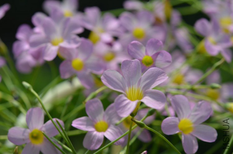DSC_0342.JPG