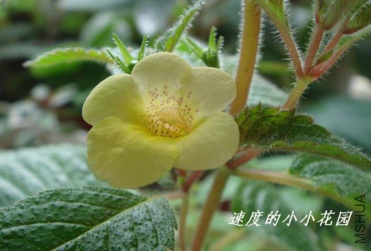 ��ͲSunburst y.JPG