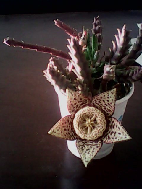 IMG0380A.jpg