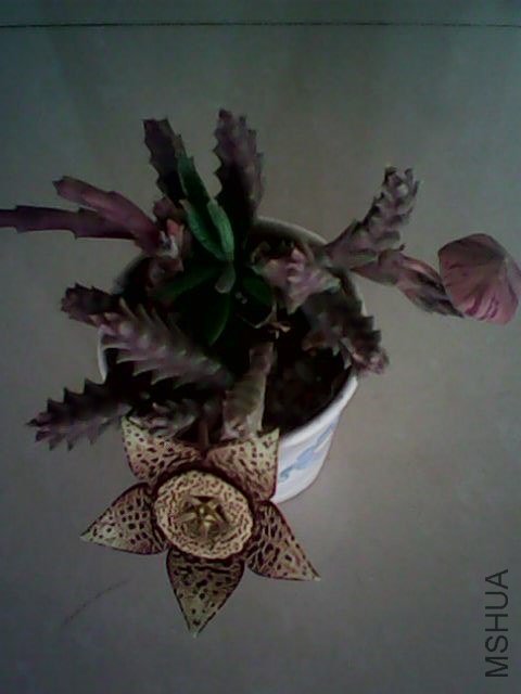 IMG0381A.jpg