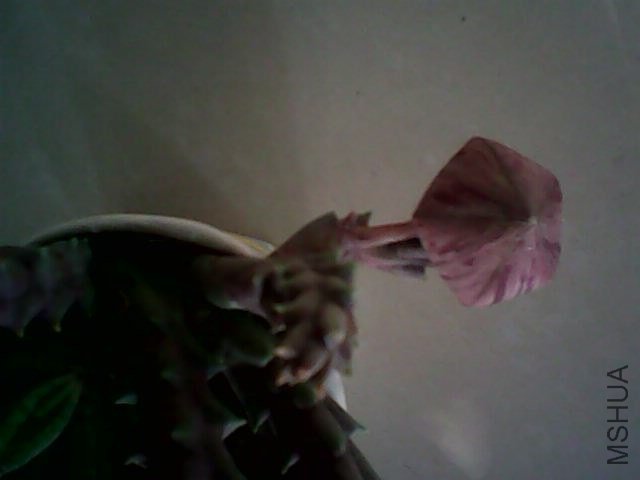 IMG0383A.jpg