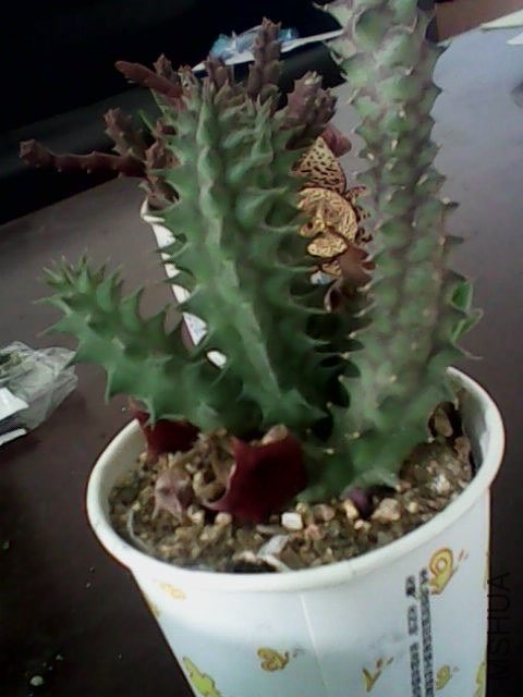 IMG0384A.jpg