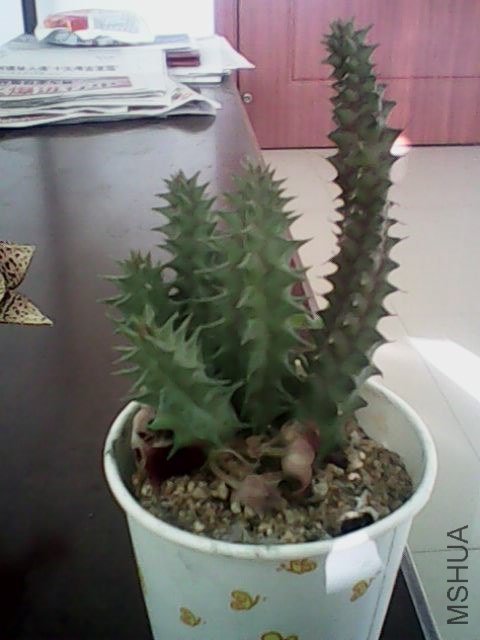 IMG0385A.jpg