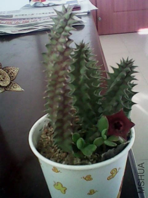 IMG0386A.jpg