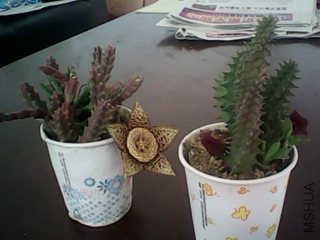 IMG0388A.jpg