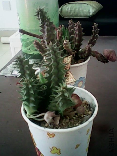 IMG0389A.jpg