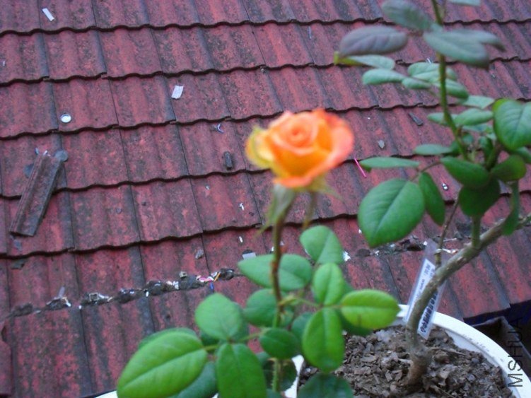 ����֮��