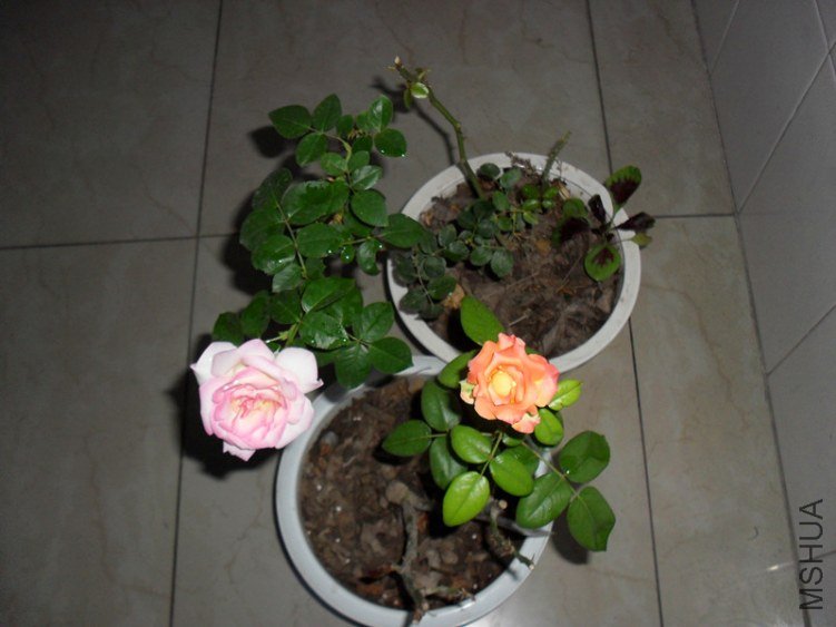 ͬʱ���ŵ���