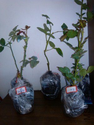 IMG_20121007_103515.jpg