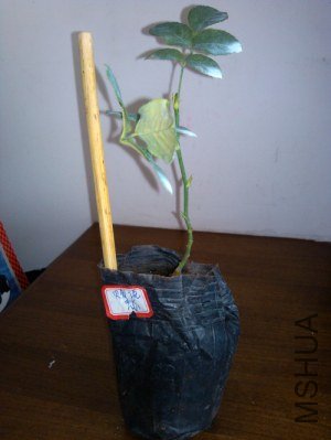 IMG_20121007_104515.jpg