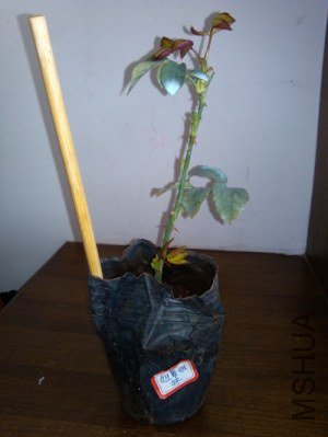 IMG_20121007_104542.jpg
