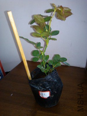 IMG_20121007_104601.jpg