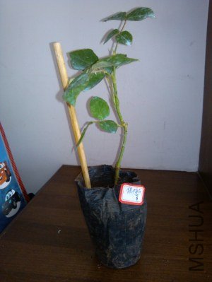 IMG_20121007_104619.jpg