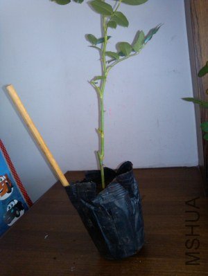 IMG_20121007_104642.jpg