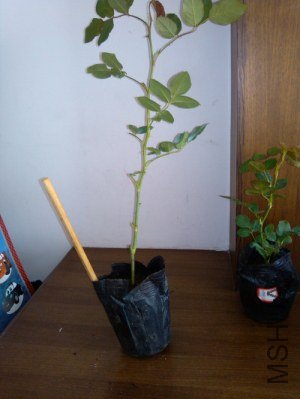 IMG_20121007_104651.jpg