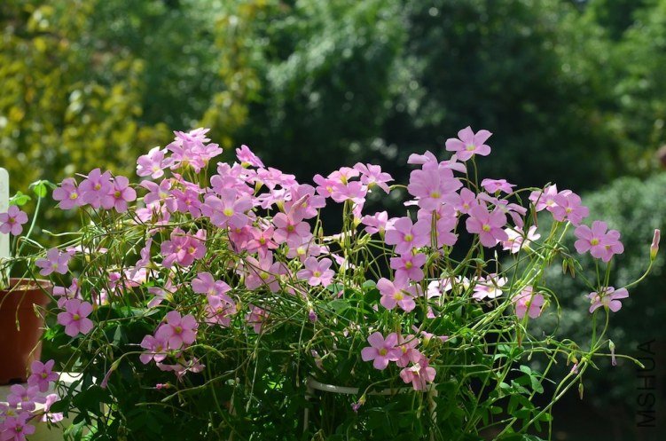 DSC_0424.JPG