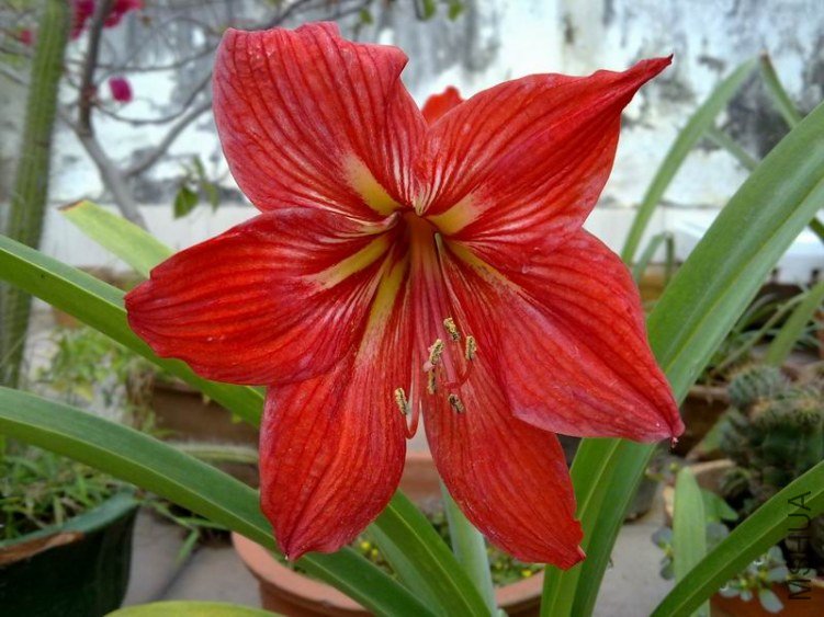 ��׼�Ĵ����