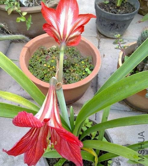 ֻ��������