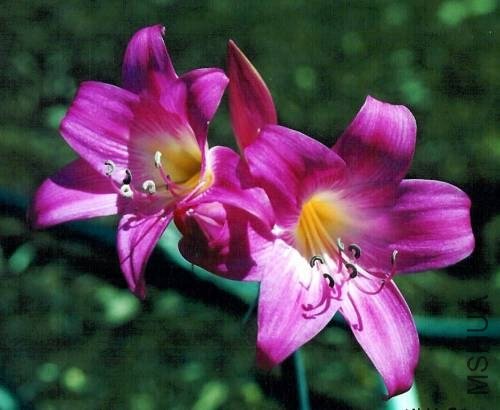 Amaryllis_MLH-20.jpg