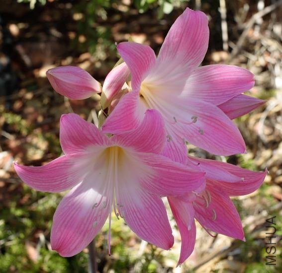 Amaryllis_MLH-21_MM.jpg