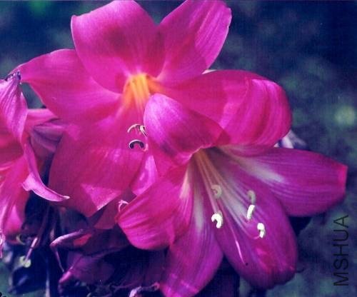 Amaryllis_MLH-22.jpg