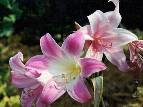Amaryllis_MLH-23.jpg